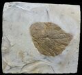 Fossil Leaf (Beringiaphyllum) - Montana #68116-1